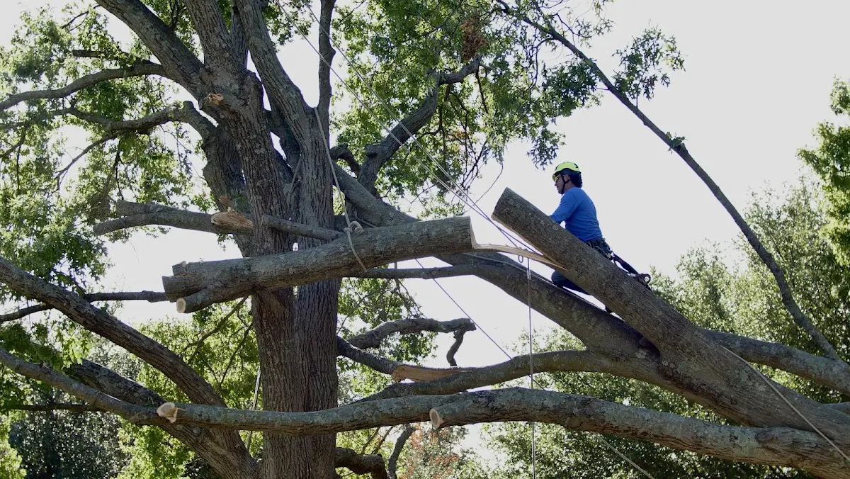 Professional Crown Thinning performed by certified arborists in Wakarusa